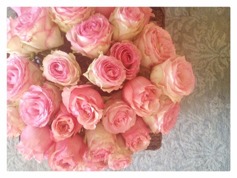 Birthday Pink Garden Cabbage Roses